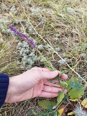 Salvia nemorosa pseudosylvestris