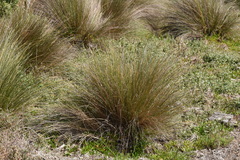 Austrostipa stipoides