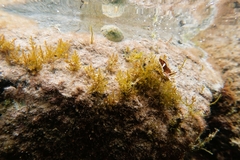 Cellana tramoserica