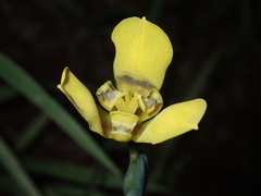 Trimezia martinicensis
