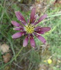 Tragopogon porrifolius