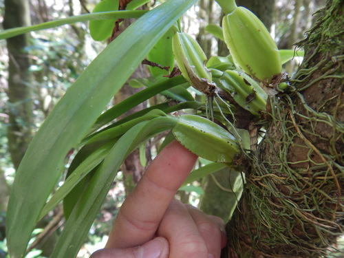 Bulbophyllum cordemoyi image