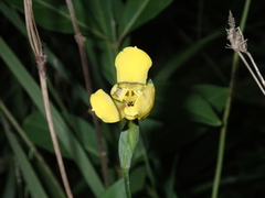 Trimezia martinicensis