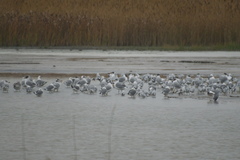 Ichthyaetus ichthyaetus