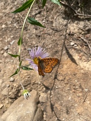 Boloria