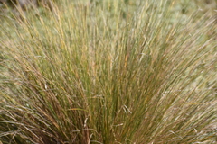 Austrostipa stipoides