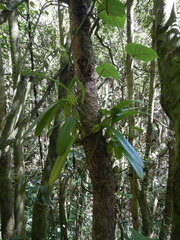 Bulbophyllum cordemoyi image