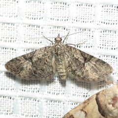 Eupithecia edna
