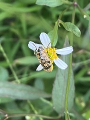 Eristalinus
