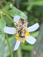 Eristalinus