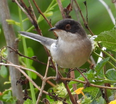 Curruca melanocephala