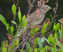 Emberiza calandra