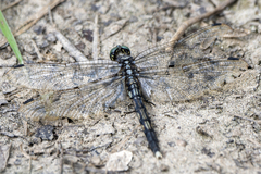Orthetrum albistylum speciosum