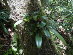 Bulbophyllum
