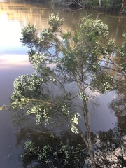 Melaleuca ericifolia