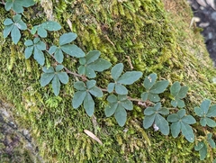Tetrastigma obtectum glabrum