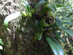 Bulbophyllum