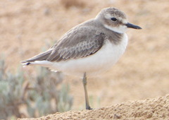 Charadrius leschenaultii