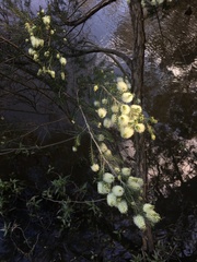 Melaleuca ericifolia