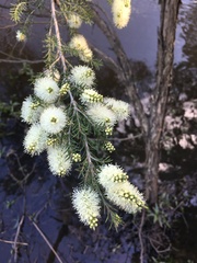 Melaleuca ericifolia