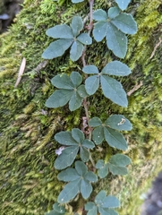Tetrastigma obtectum glabrum
