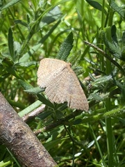 Epicyme rubropunctaria