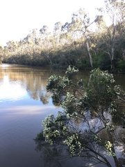 Melaleuca ericifolia