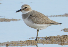 Charadrius leschenaultii