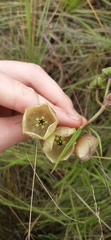 Pachycarpus campanulatus