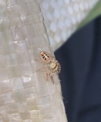 Opisthoncus sexmaculatus