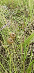 Pachycarpus campanulatus
