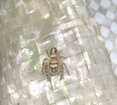 Opisthoncus sexmaculatus