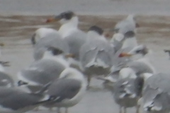 Ichthyaetus ichthyaetus