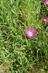 Carpobrotus rossii