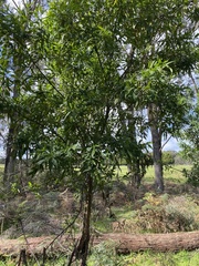 Prostanthera lasianthos