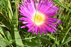 Carpobrotus rossii