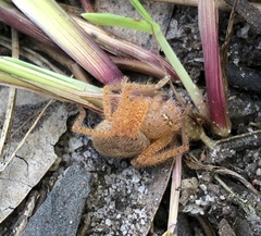 Neosparassus diana