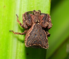 Sidymella angularis
