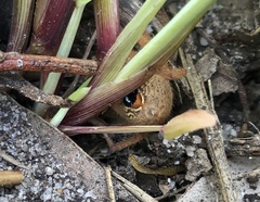 Neosparassus diana