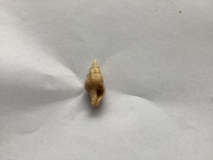 Nodopelagia brazieri