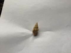 Nodopelagia brazieri