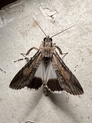 Melipotis acontioides