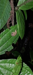 Pristimantis mallii