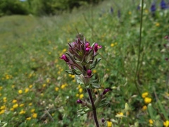 Parentucellia latifolia