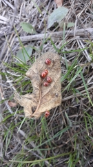 Subcoccinella vigintiquatuorpunctata