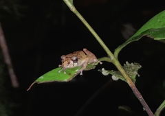Pristimantis incomptus