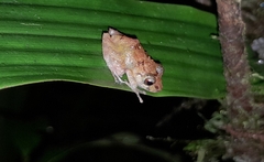 Pristimantis incomptus