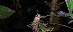 Pristimantis incomptus