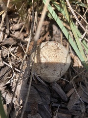Leucoagaricus barssii