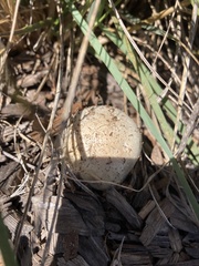 Leucoagaricus barssii